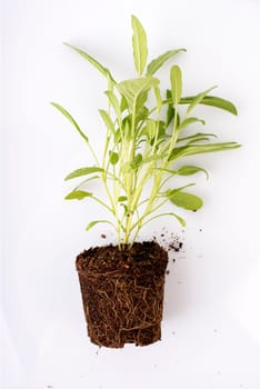 Gardening seedling in spring time. Fresh green plant with roots visible in soil isolated over white background. Sage herbs and spices seedling in dirt.