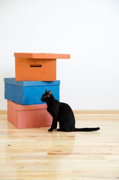 Moving in new home concept. Cardboard boxes and black cat in renovated new house apartment.