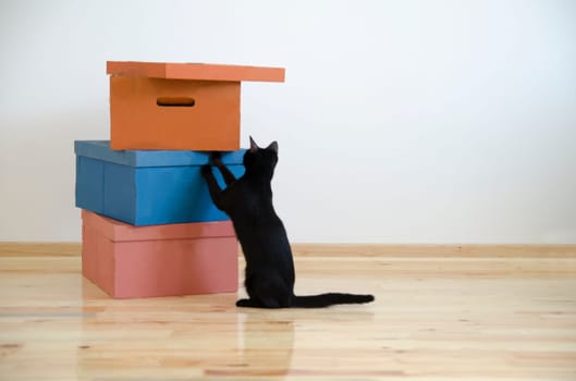 Moving in new home concept. Cardboard boxes and black cat in renovated new house apartment. Empty renovated room with pet.