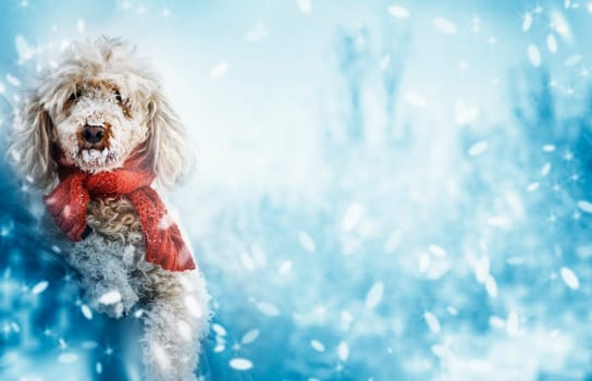 Funny cute dog with red scarf and snow on his nose. Christmas and new year celebration concept. Winter season background with cute pet.