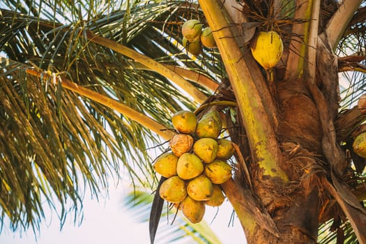 Goa, India. Close View Of Fruits Of Coconut Tree Palm.