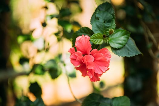 Goa, India. Close View Pink Flower Of Hibiscus Rosa-sinensis.