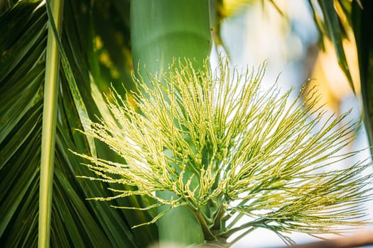 Goa, India. Young Green Shoots Of Areca Catechu Palm.