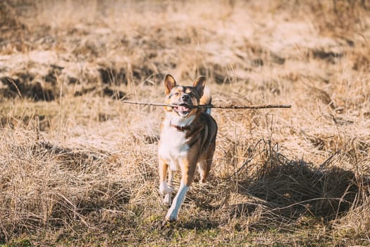 Funny Dog Play With Wooden Stick In Dry Grass.
