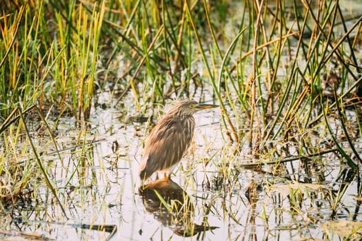 Goa, India. Indian Pond Heron In Morning Looking For Food In Swamp. Indian Pond-Heron.