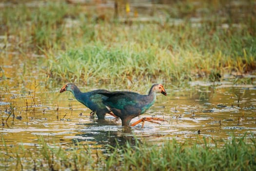 Goa, India. Two Grey-headed Swamphen Birds In Morning Looking For Food In Swamp. Porphyrio Poliocephalus.