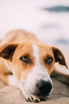 Homeless Red Mixed Breed Dog Resting Outdoor On Sand.
