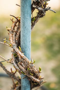 Young Green Sprouts Of Grapes On A Vine In A Spring Garden.