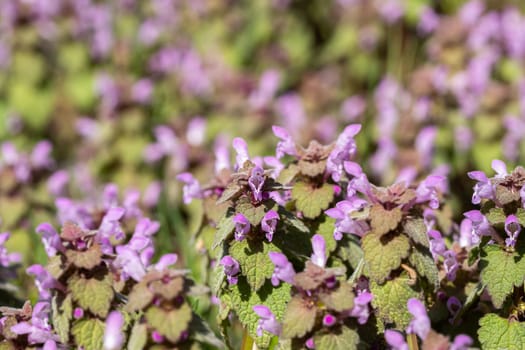 Violet Flowers Of Lamium Purpureum In Summer Field Meadow On Blurred Background.