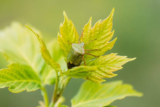 Green Shield Bug Sits Green Leaves Plant.