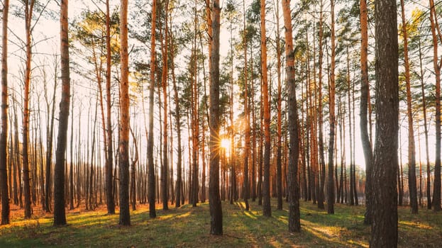 Beautiful Sunset Sunrise Sun Sunshine In Sunny Spring Coniferous Forest. Sunlight Through Woods In Forest Landscape.
