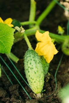 Organic Green Cucumber Growing On Vines In Vegetable Garden.