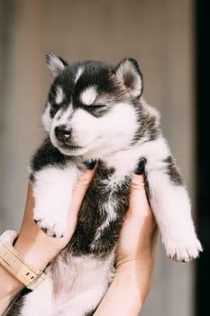 Four-week-old Husky Puppy Of White-gray-black Color Closed Eyes And Sitting In Hands Of Owner.