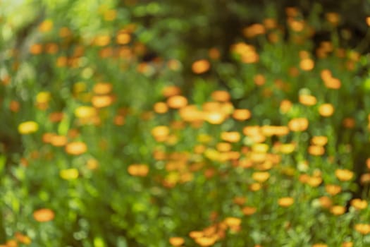 Nature Colorful Natural Blurred Background Of Out Of Focus Meadow. Bokeh, Boke Wild Flowers Absract Background.