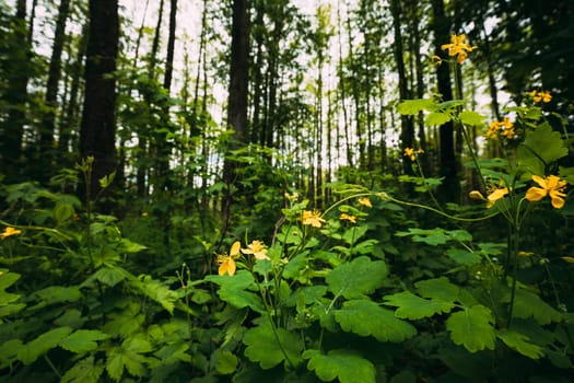 Green Spring Forest. Plant Ranunculus Acris With Yellow Flowers On Background Tall Trees.