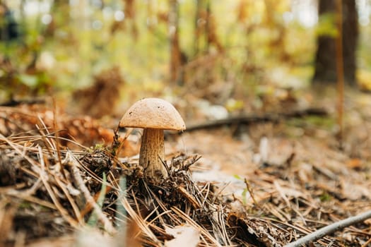 Boletus Edulis Growing Among Pine Needles In Autumn Forest.