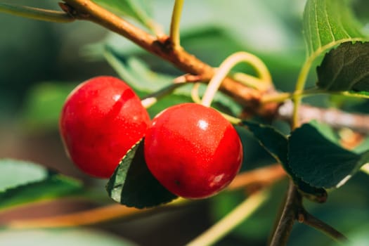Red Ripe Berries Prunus subg. Cerasus on tree In Summer Vegetable Garden.