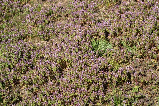 Violet Flowers Of Lamium Purpureum In Summer Field Meadow On Blurred Background.