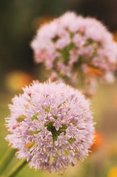 Decorative Allium Onion Blossomed White Flowers In Garden.