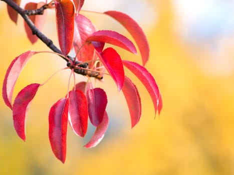 Autumn leaves