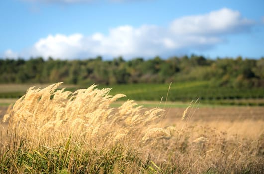 Wind blowing tall green grass under clouds