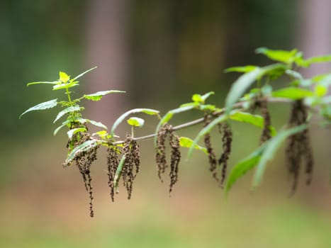 flowering nettle in the forest