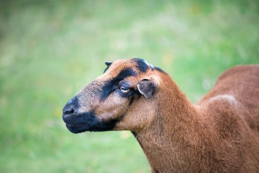 single brown sheep on dry green pasture