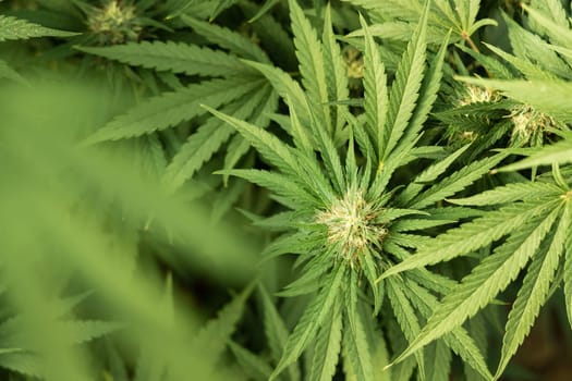 Blooming ripe Marijuana with Buds and green Leaves. Organic Cannabis Sativa Female Plants with CBD. Legal marihuana plantation provides high quality medicinal cannabis for healthcare and medicine uses