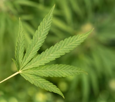 Green Marijuana leaf. Organic Cannabis Sativa Female Plants with CBD. Legal marihuana plantation provides high quality medicinal cannabis for healthcare and medicine uses