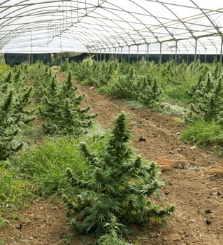 Blooming ripe Marijuana with Buds and green Leaves. Organic Cannabis Sativa Female Plants with CBD. Legal marihuana plantation provides high quality medicinal cannabis for healthcare and medicine uses