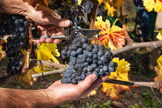 Cannonau grapes. Farmer in autumn harvesting the bunches of grapes with scissors.. Traditional agriculture. Sardinia.
