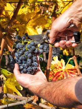 Cannonau grapes. Farmer in autumn harvesting the bunches of grapes with scissors.. Traditional agriculture. Sardinia.