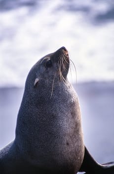 cape fur seal (arctocephalus pusillus) cape cross, namibia, africa.