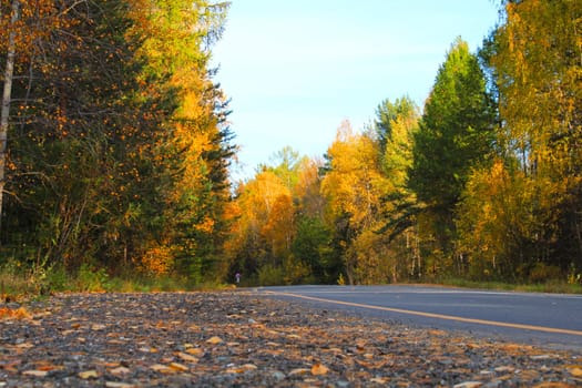 Empty road among the trees. Colorful autumn landscape. Autumn background.