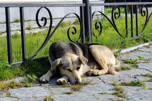 A large stray dog lies on the paving slabs in the middle of the city square
