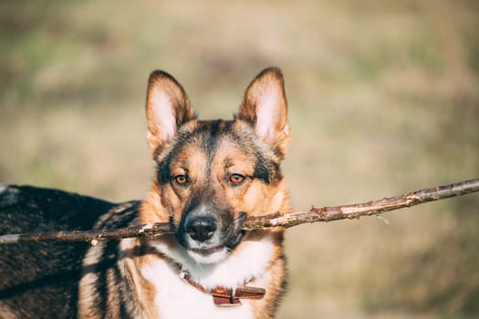 Funny Dog Play With Wooden Stick In Dry Grass.
