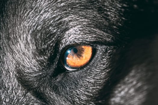 Close Up Eye Pupil Of Black Dog. Dogs Eye.
