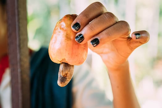 Goa, India. Cashew Nut Fruit In Hand Of Woman. Poisonous Shell.