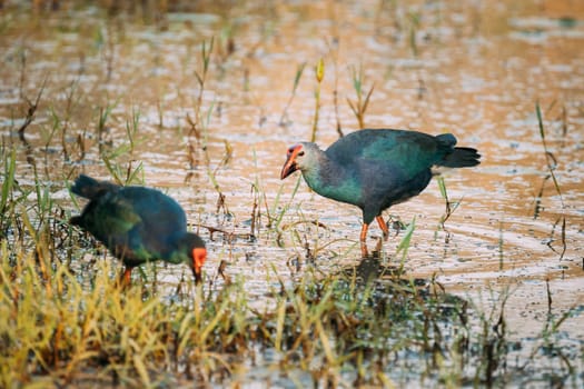 Goa, India. Two Grey-headed Swamphen Birds In Morning Looking For Food In Swamp. Porphyrio Poliocephalus.