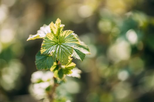 Ribes Nigrum Or Black Currant. Young Spring Green Leaf Leaves Growing In Bush Plant. Young Lush On Shrub In Vegetable Garden.