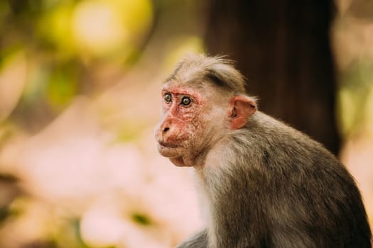 Goa, India. Old Bonnet Macaque Monkey - Macaca Radiata Or Zati. Close Up Portrait.