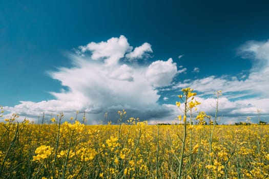 Close Up Of Blossom Of Canola Colza Yellow Flowers. Rapeseed, Oilseed Field Meadow.
