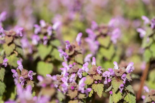 Violet Flowers Of Lamium Purpureum In Summer Field Meadow On Blurred Background.