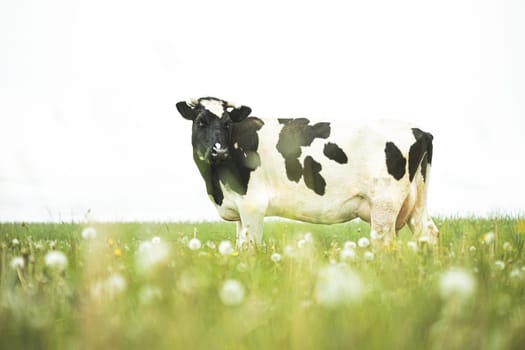 Black And White Cow Eating Grass In Spring Pasture. Cow Grazing On A Green Meadow In Spring.