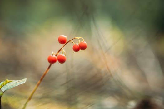 Red Berries Of Lily Of Valley Plant In Autumn Forest. Poisonous Berry.
