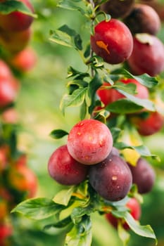 Ripe Prunus berries on Prunus trees In Summer Vegetable Garden