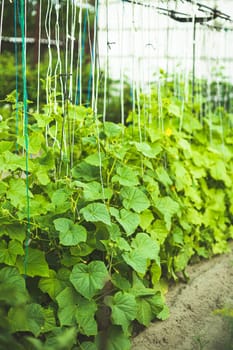 Bed With Cucumbers In Vegetable Garden On Summer Day.