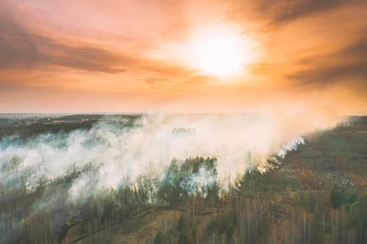 Aerial View. Spring Dry Forest Burns During Drought Hot Weather. Bush Fire And Smoke During Sunset. Wild Open Fire Destroys Grass. Nature In Danger. Ecological Problem Air Pollution. Natural Disaster