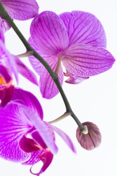 Close-up view from behind on white and purple Phalaenopsis orchid