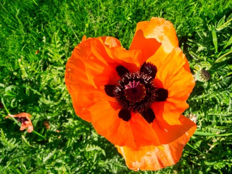 Top view of the flower of a corn poppy plant (lat: Papaver rhoeas) with green grass plants in the blurred background.